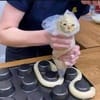 신수아 avatar